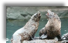 Fur Seal Playing