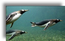 Gentoo Penguins Underwater
